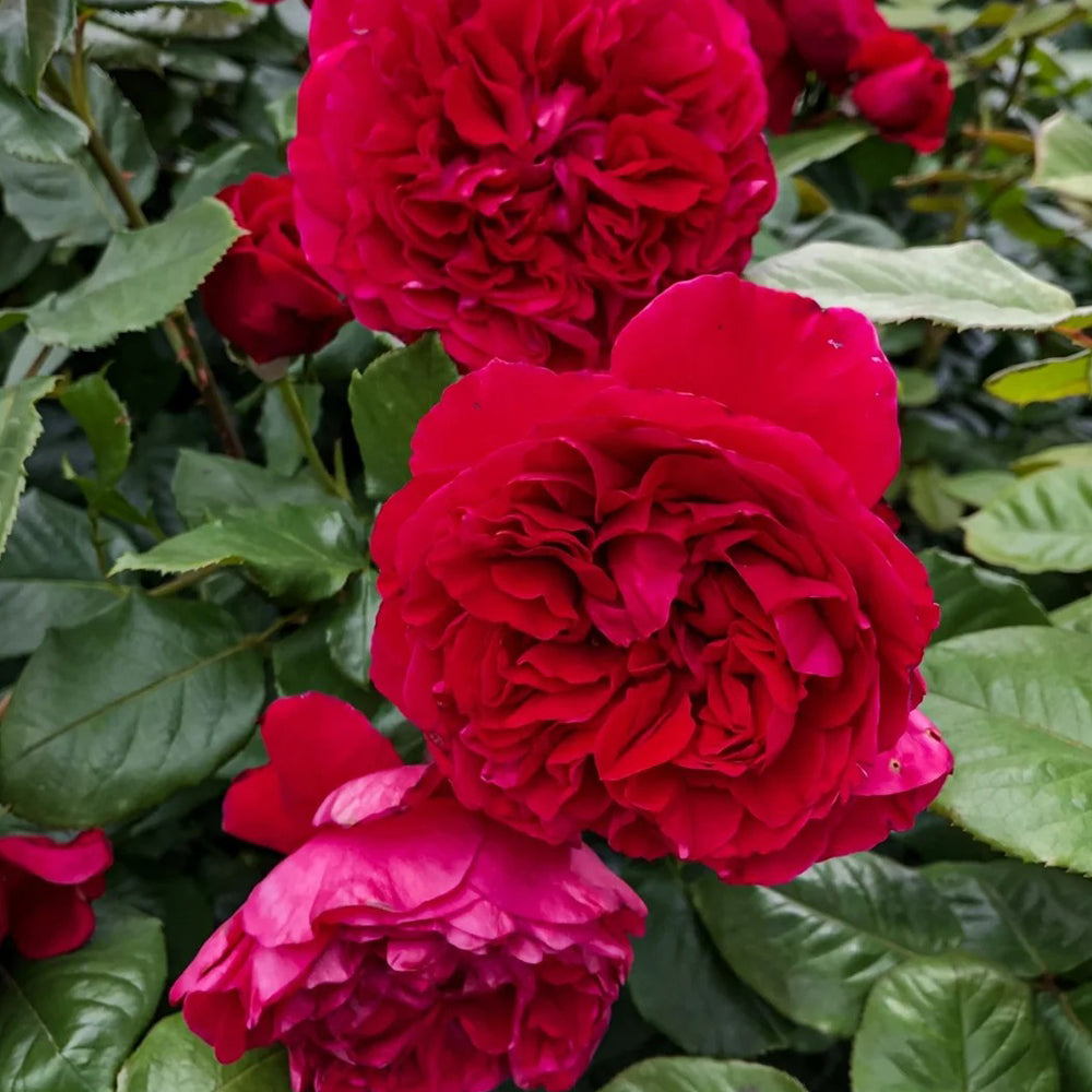 Rouge Royale French Florist Shrub Rose