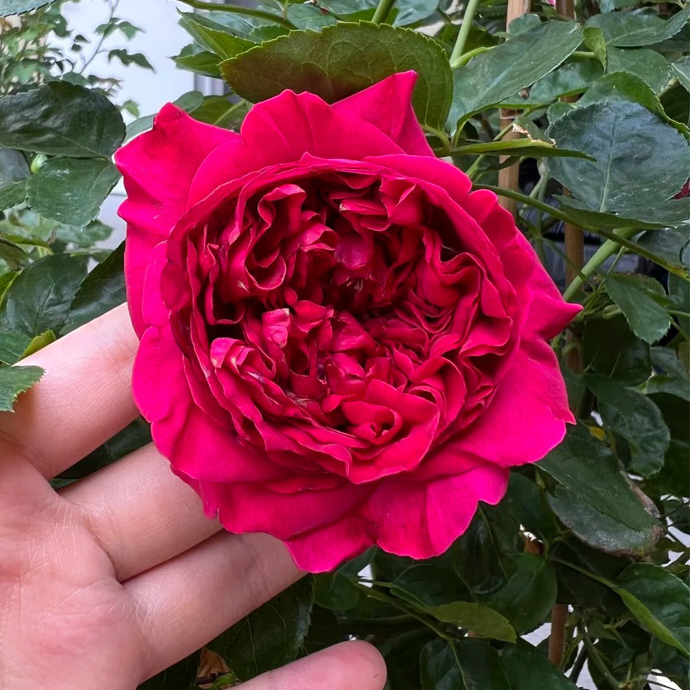 Rouge Royale French Florist Shrub Rose