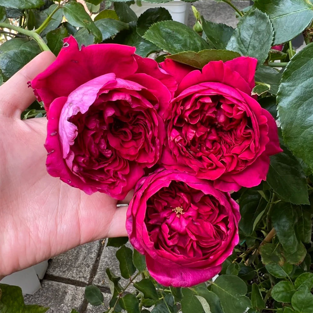 Rouge Royale French Florist Shrub Rose