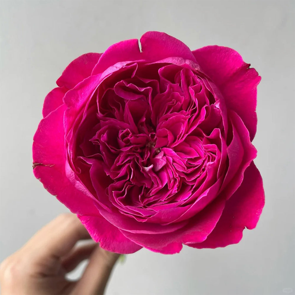 Rouge Royale French Florist Shrub Rose – Highgarden Roses