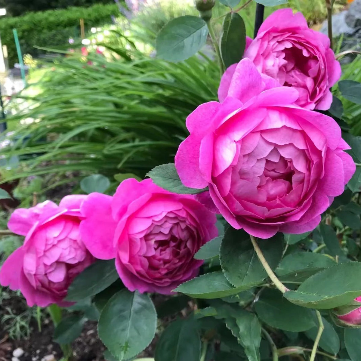 AUSpaddle Rose – English Garden Shrub Rose Own Root | Highgarden Roses