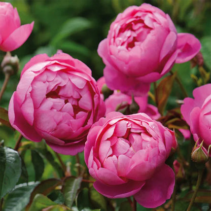 English Garden Shrub Rose AUSpaddle