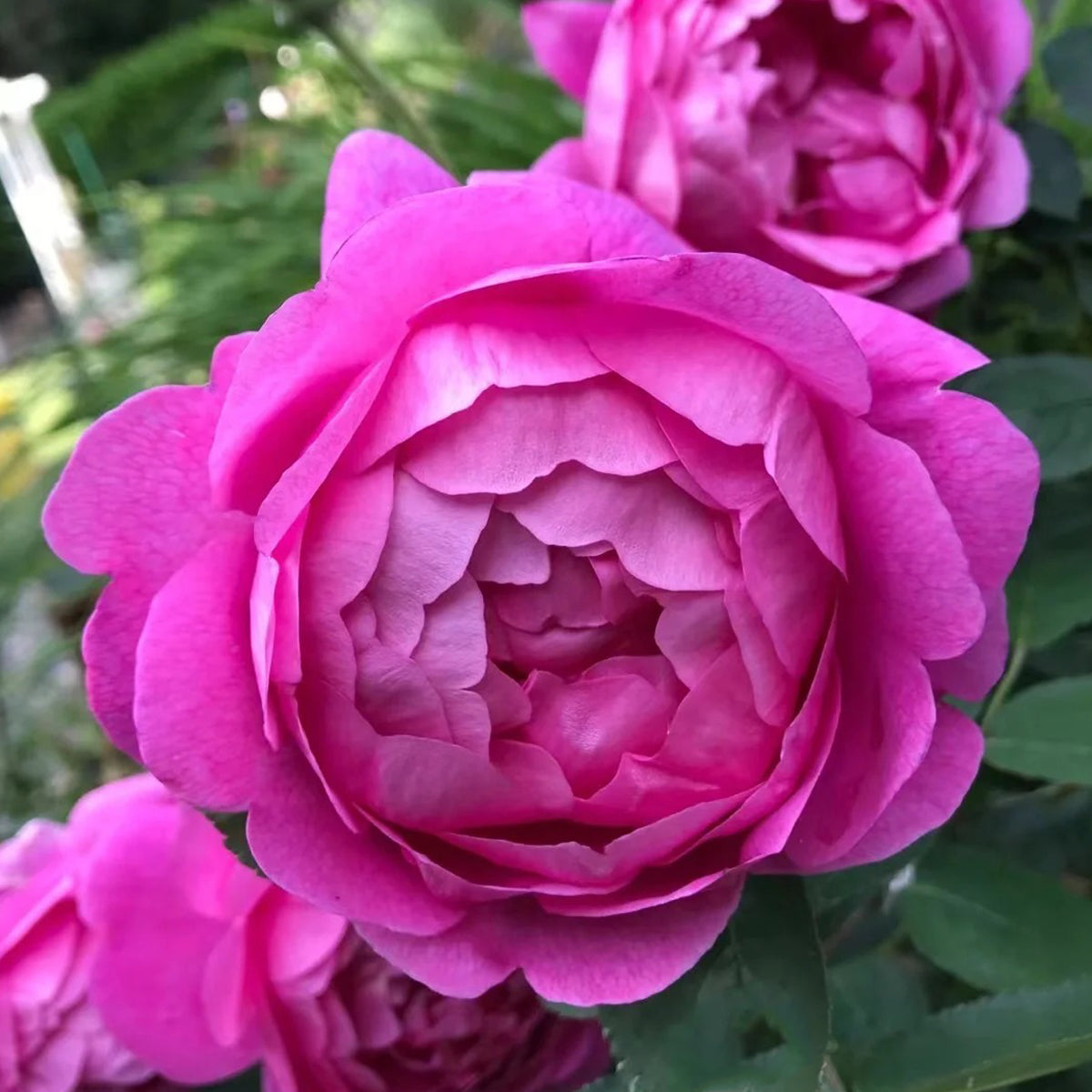 AUSpaddle Rose – English Garden Shrub Rose Own Root | Highgarden Roses
