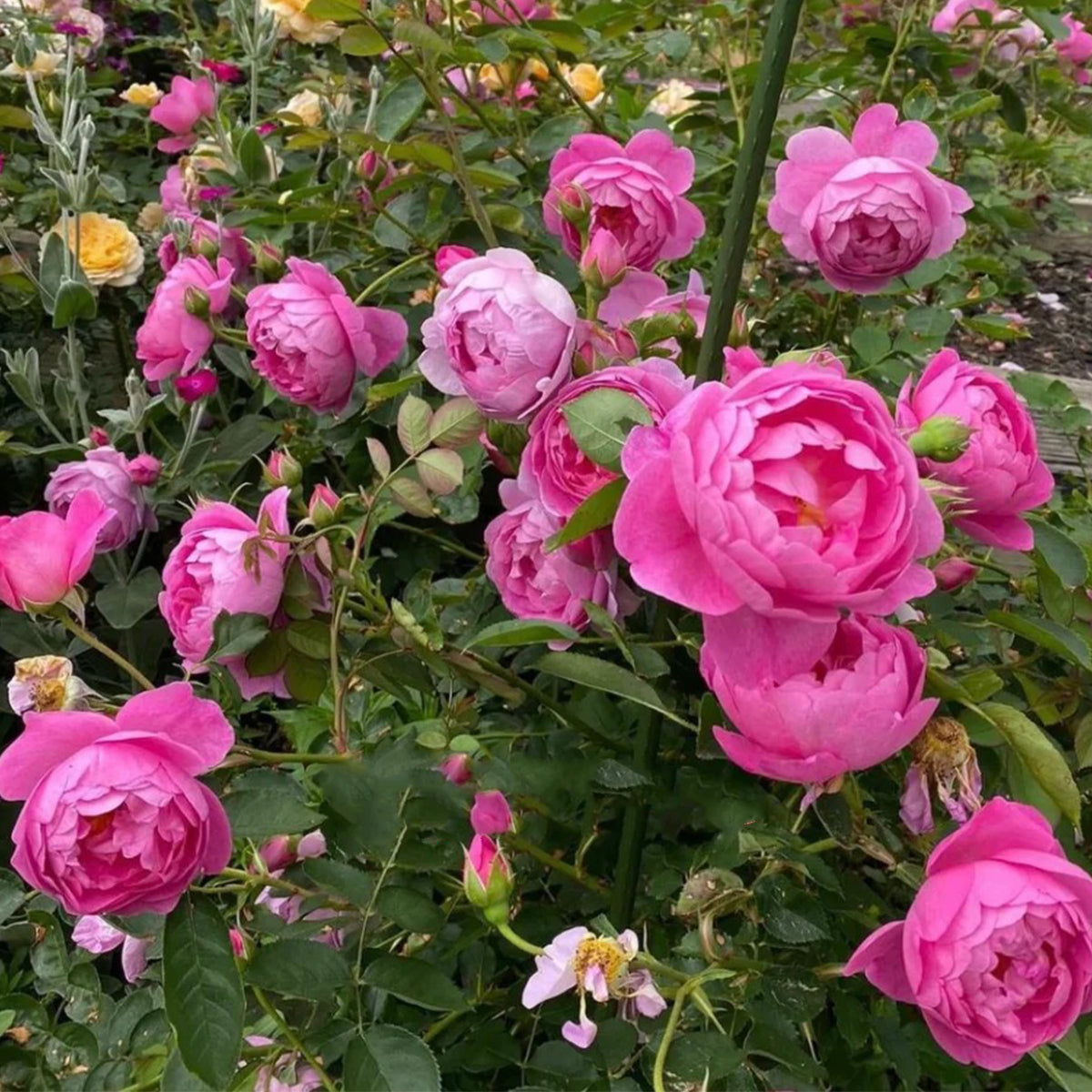 roseです。 AUSjo Rose – English Garden Shrub Rose | Own Root