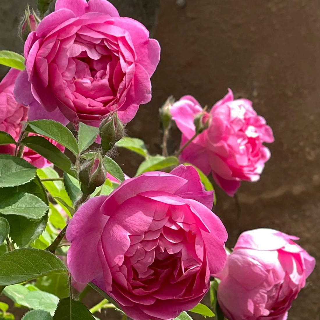 English Garden Shrub Rose AUSpaddle