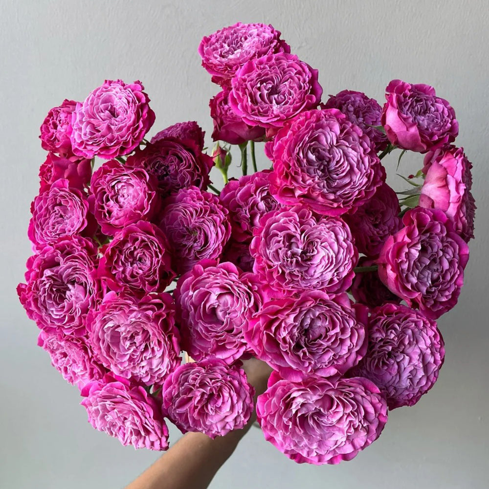 Royal Magic Netherlands Florist Shrub Rose