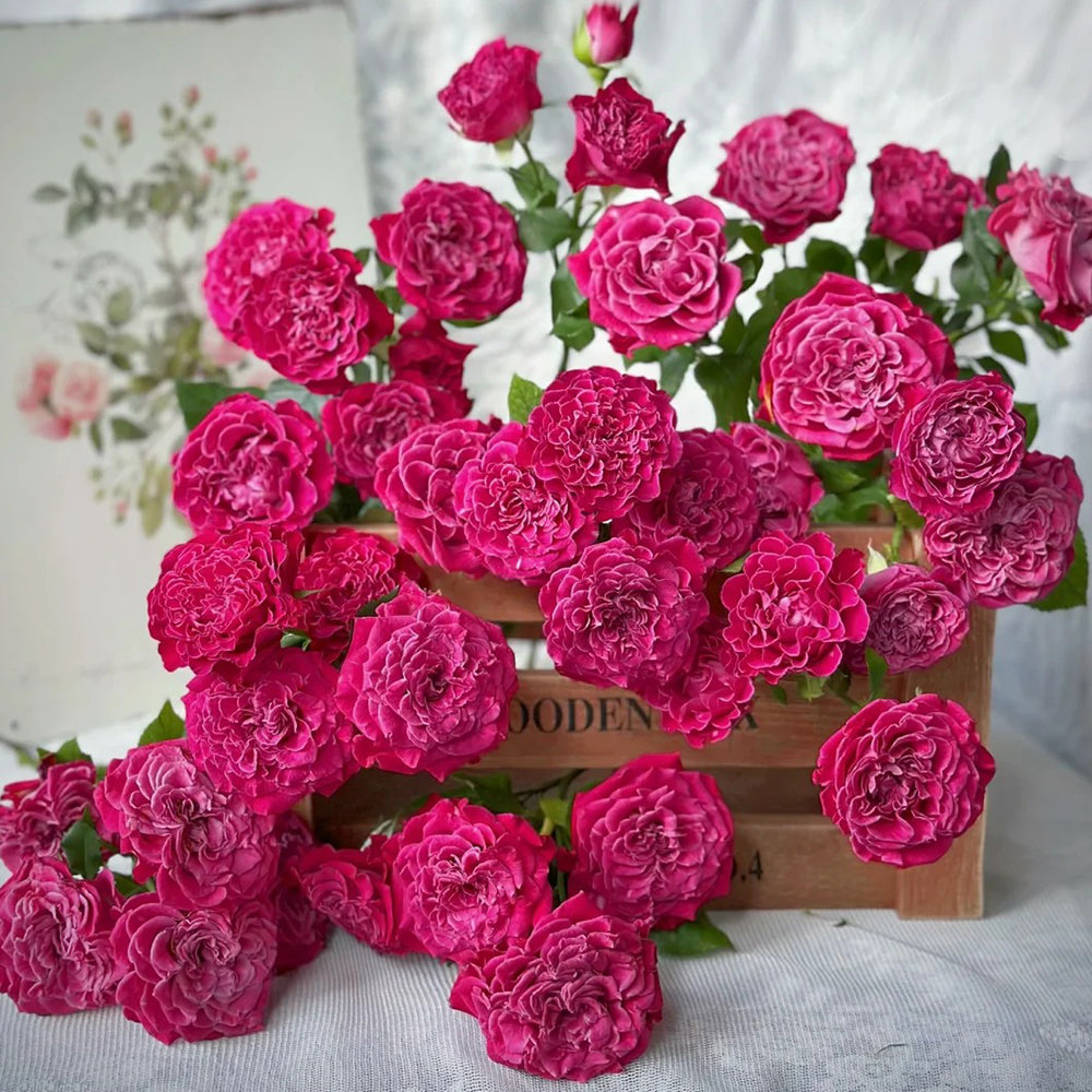Royal Magic Netherlands Florist Shrub Rose