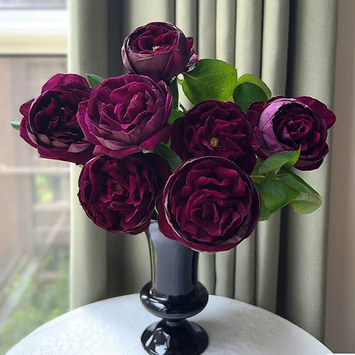 Royale Japanese Florist Shrub Rose – Highgarden Roses