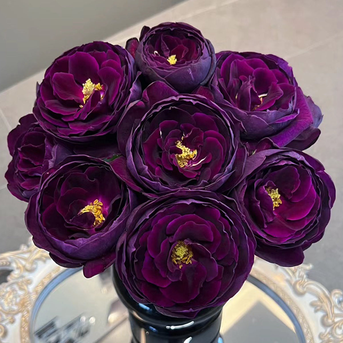 Royale Japanese Florist Shrub Rose – Highgarden Roses