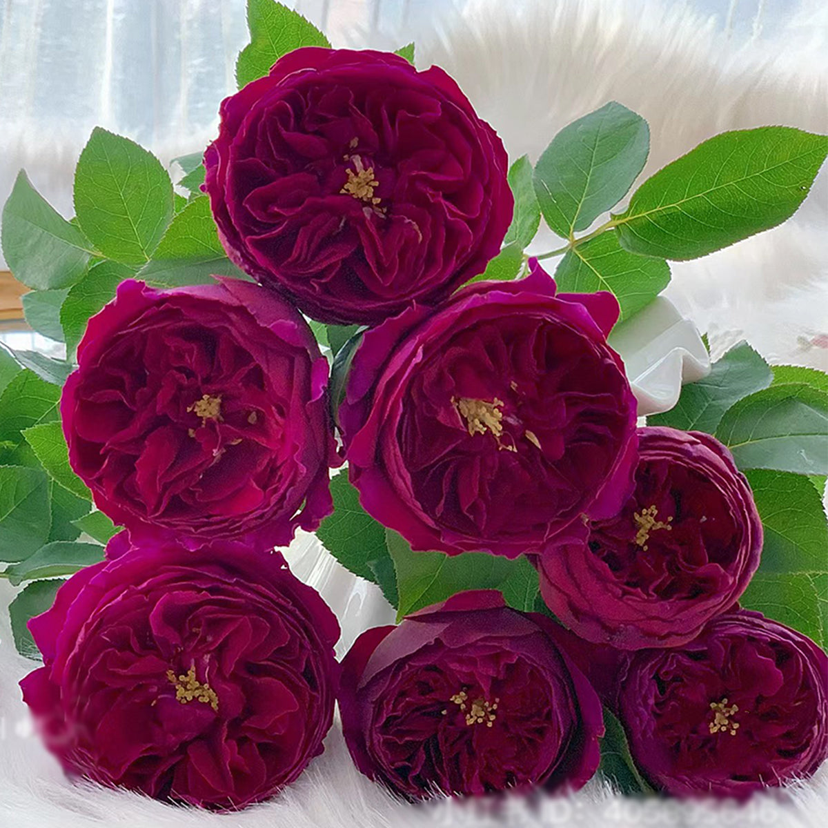 Royale Japanese Florist Shrub Rose – Highgarden Roses