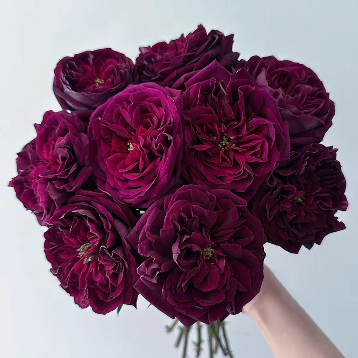 ROSEロイヤル Royale Japanese Florist Shrub Rose – Highgarden Roses