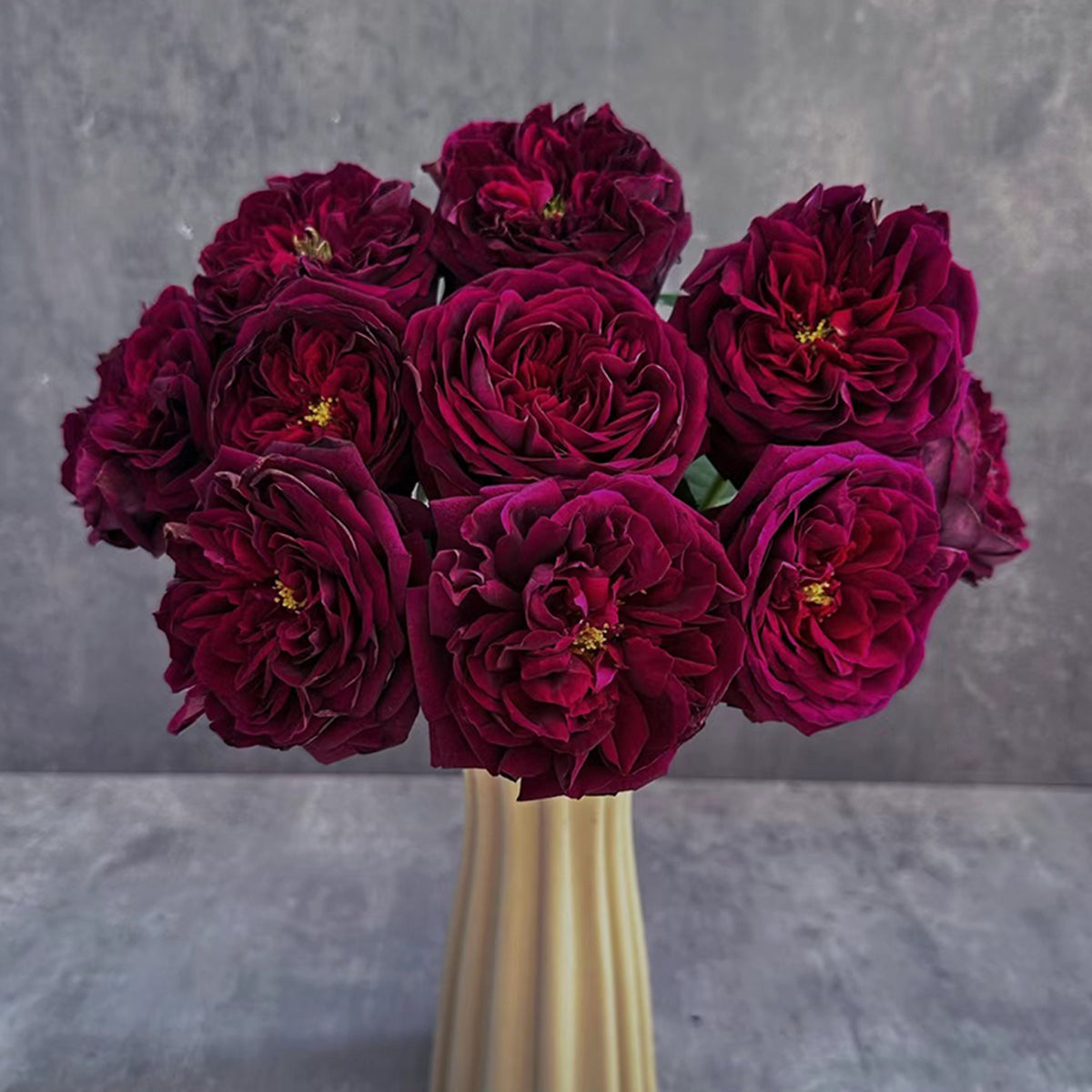 Royale Japanese Florist Shrub Rose – Highgarden Roses