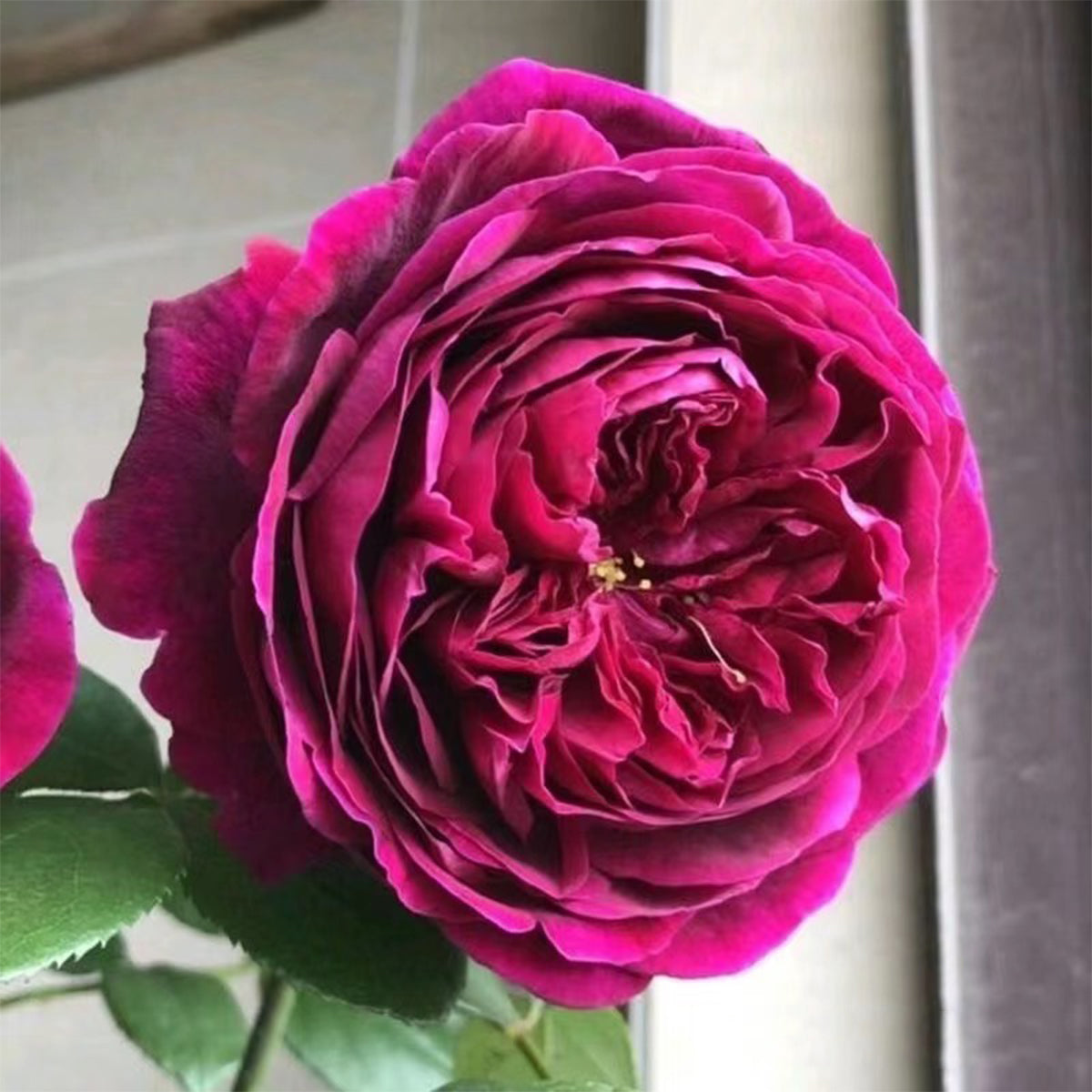 Royale Japanese Florist Shrub Rose – Highgarden Roses
