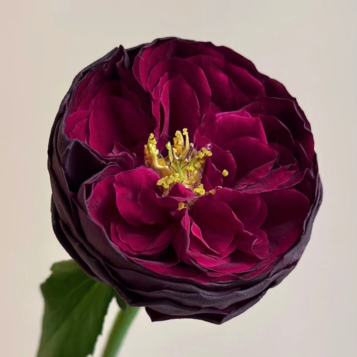 Royale Japanese Florist Shrub Rose – Highgarden Roses