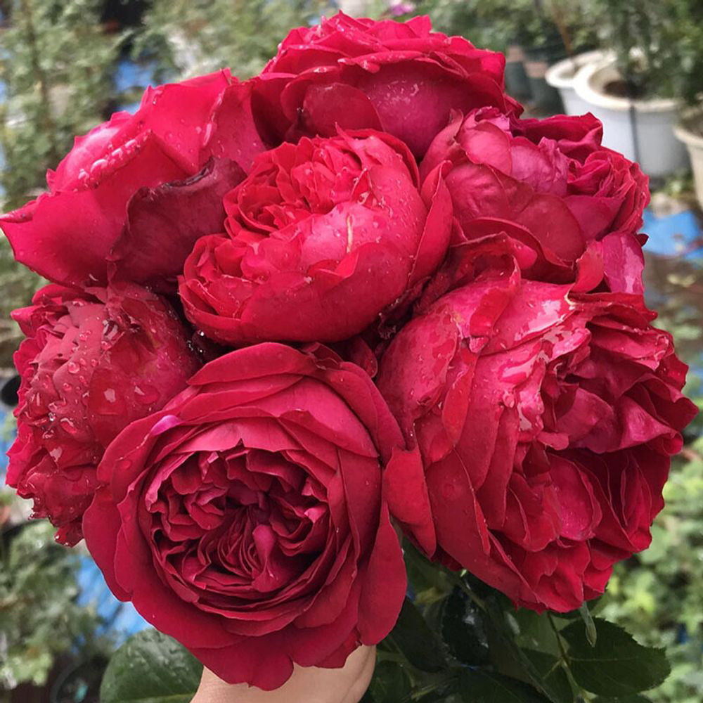 Ruban Rouge French Florist Shrub Rose