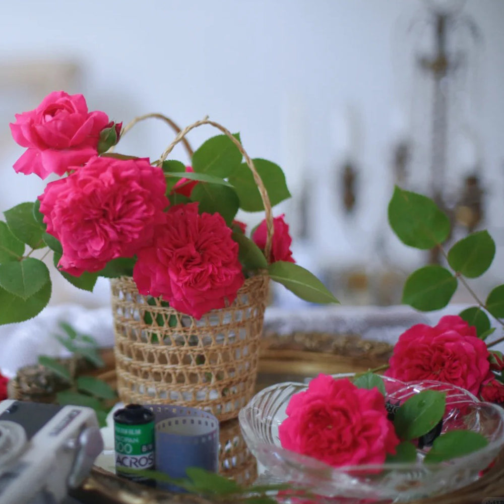 Ruban Rouge French Florist Shrub Rose