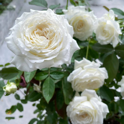 Saint John Paul Florist Shrub Rose