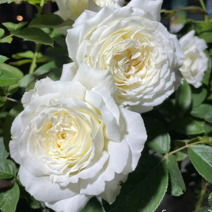 Saint John Paul Florist Shrub Rose