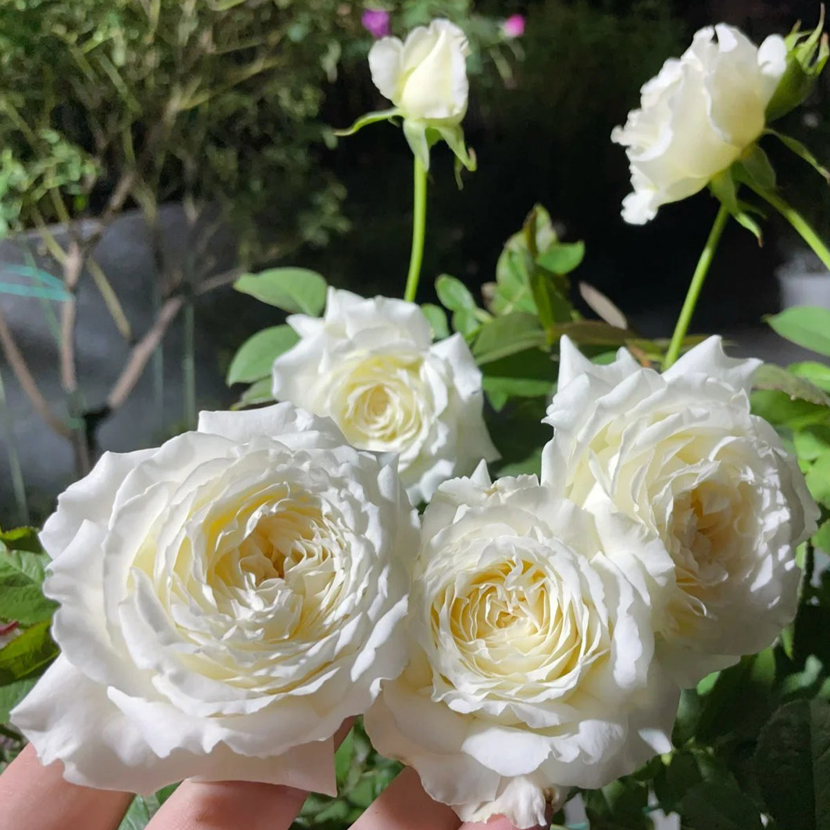 Saint John Paul Florist Shrub Rose