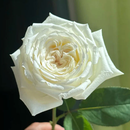 Saint John Paul Florist Shrub Rose