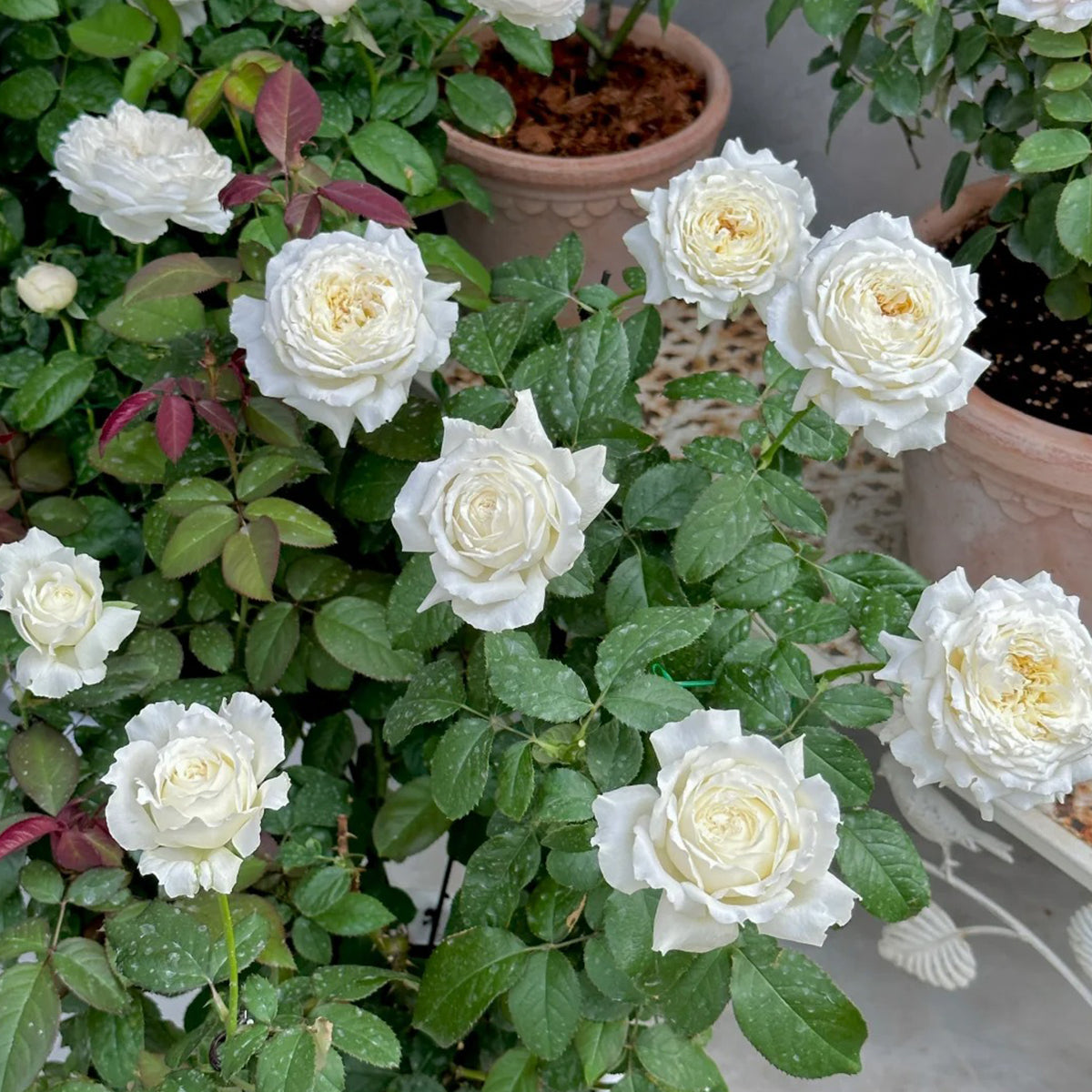 Saint John Paul Florist Shrub Rose