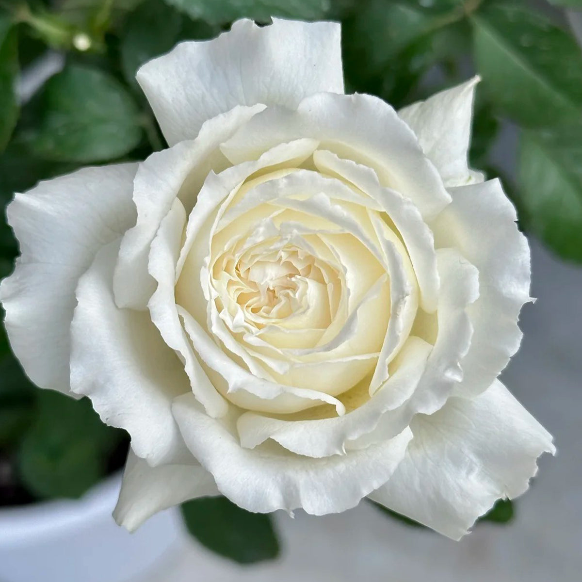 Saint John Paul Florist Shrub Rose