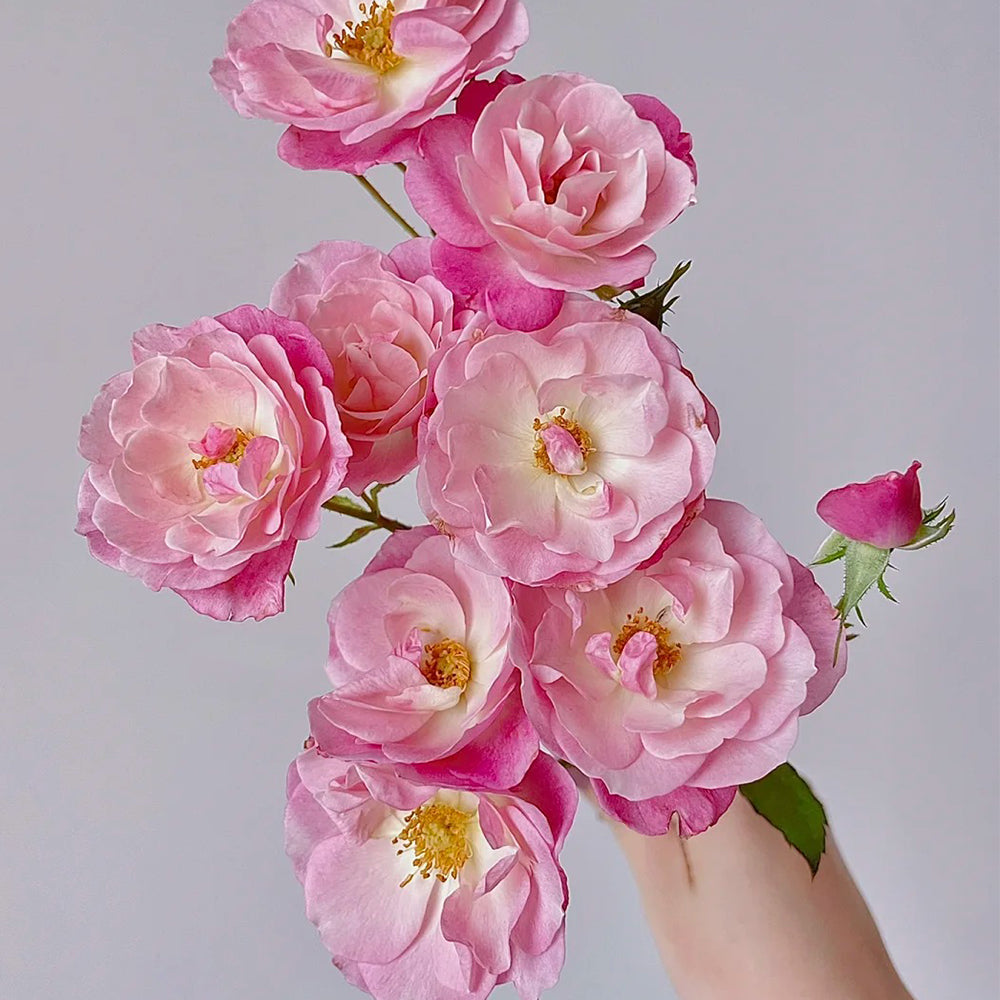 Sakuragasumi Japanese Garden Climbing Rose – Highgarden Roses