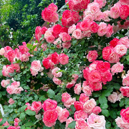 Sakuragasumi Japanese Garden Climbing Rose