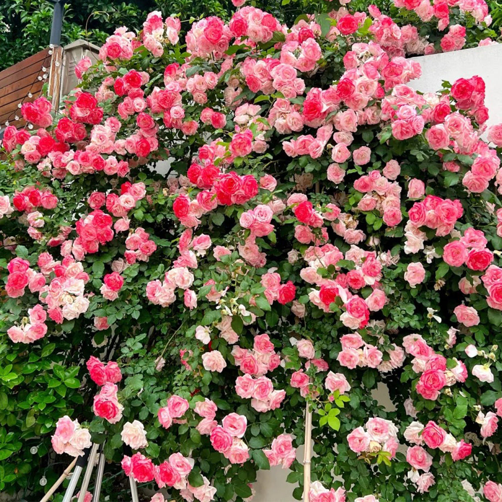 Sakuragasumi Japanese Garden Climbing Rose