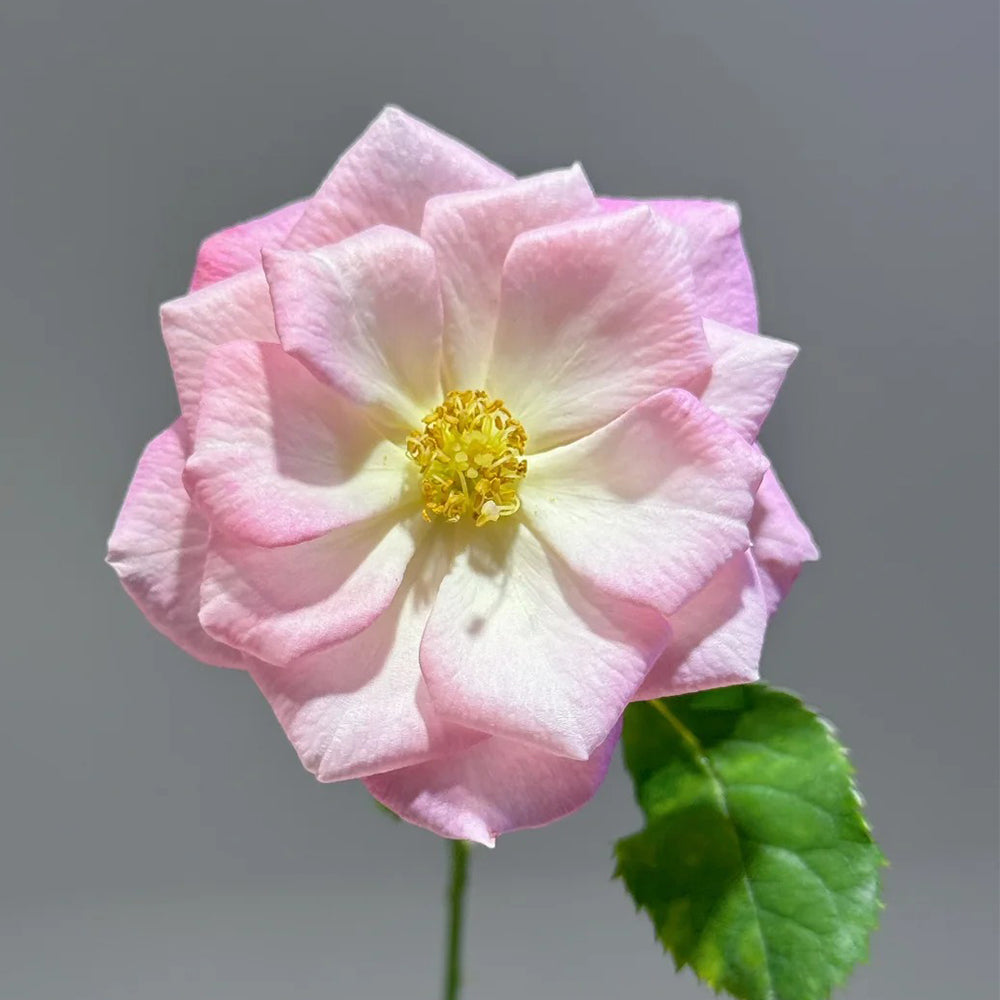 Sakuragasumi Japanese Garden Climbing Rose