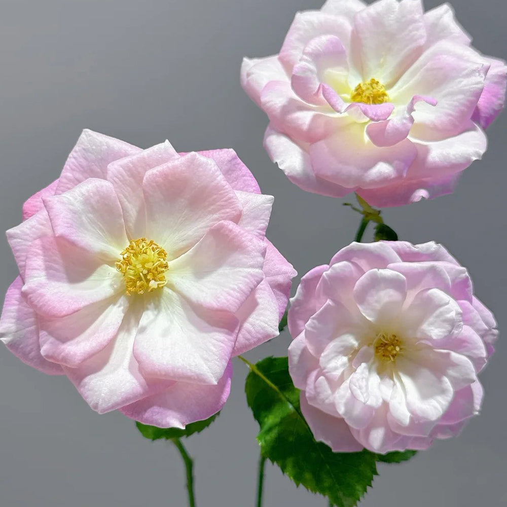 Sakuragasumi Japanese Garden Climbing Rose