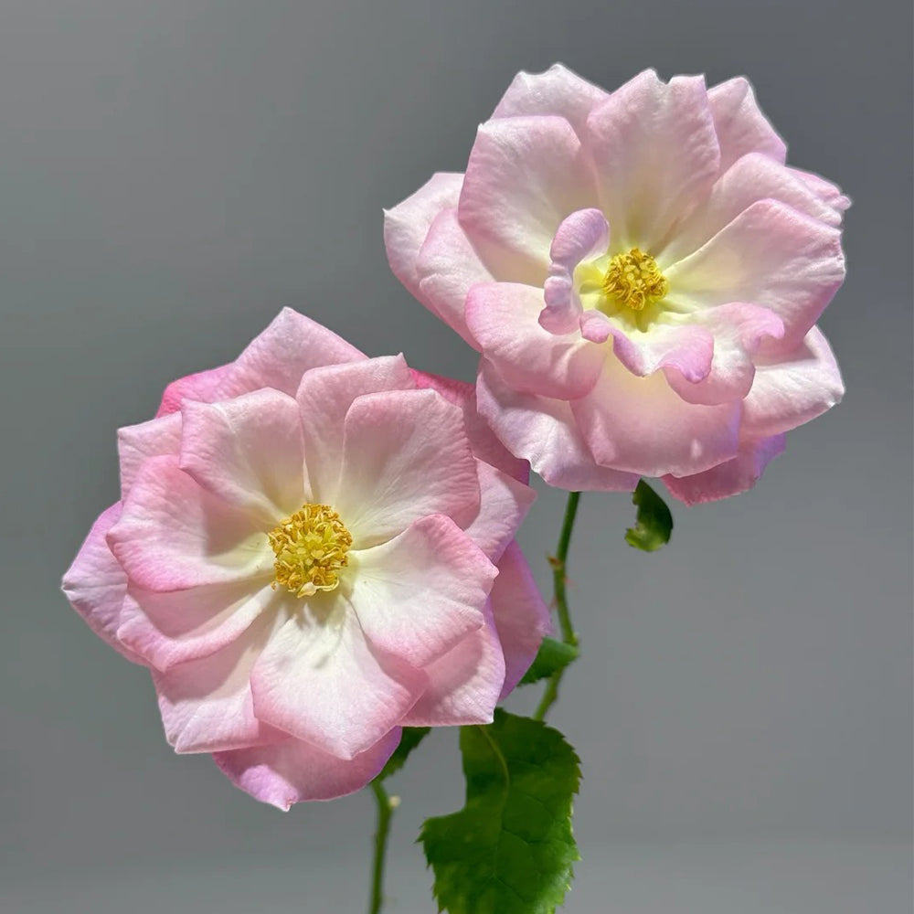 Sakuragasumi Japanese Garden Climbing Rose