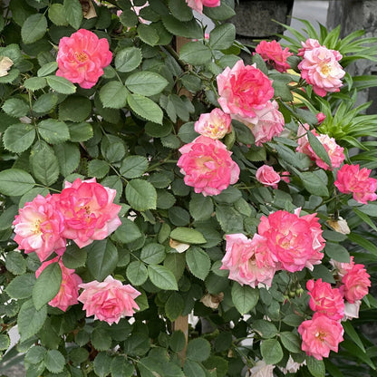 Sakuragasumi Japanese Garden Climbing Rose