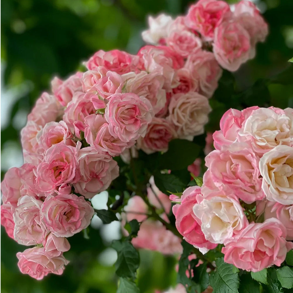 Sakuragasumi Japanese Garden Climbing Rose