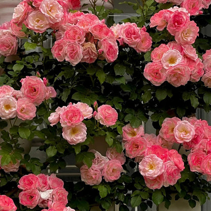 Sakuragasumi Japanese Garden Climbing Rose