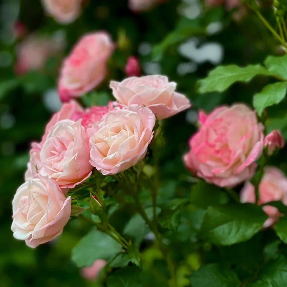 Sakuragasumi Japanese Garden Climbing Rose