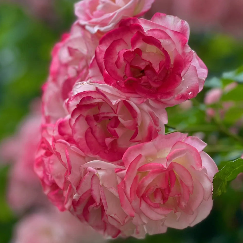 Sakuragasumi Japanese Garden Climbing Rose – Highgarden Roses