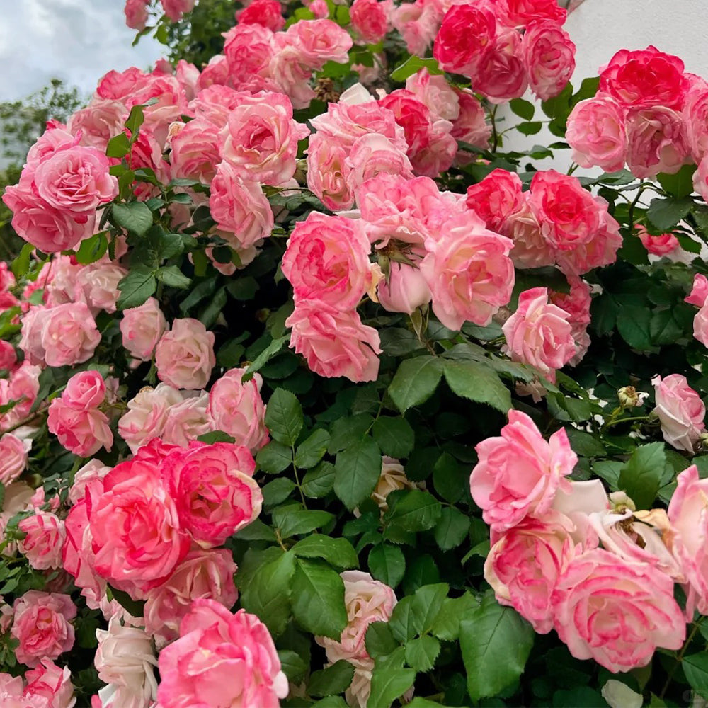 Sakuragasumi Japanese Garden Climbing Rose