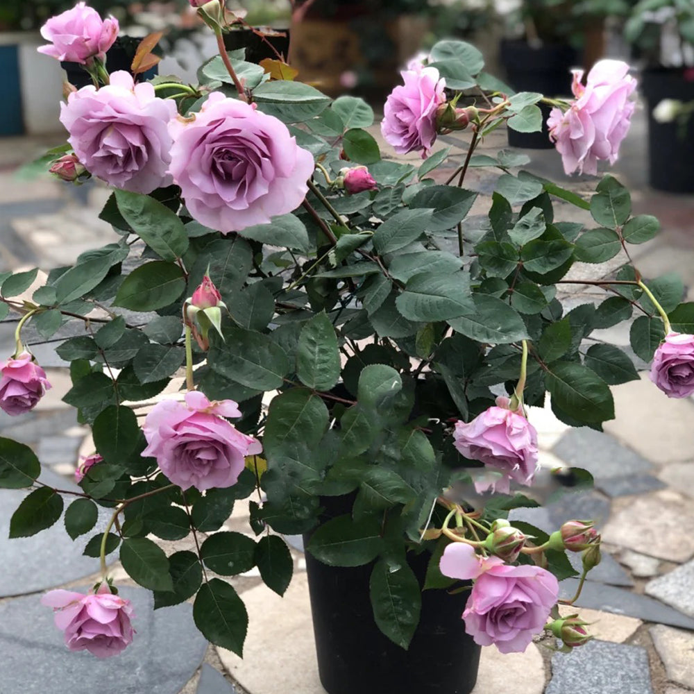 Salon Japanese Florist Shrub Rose