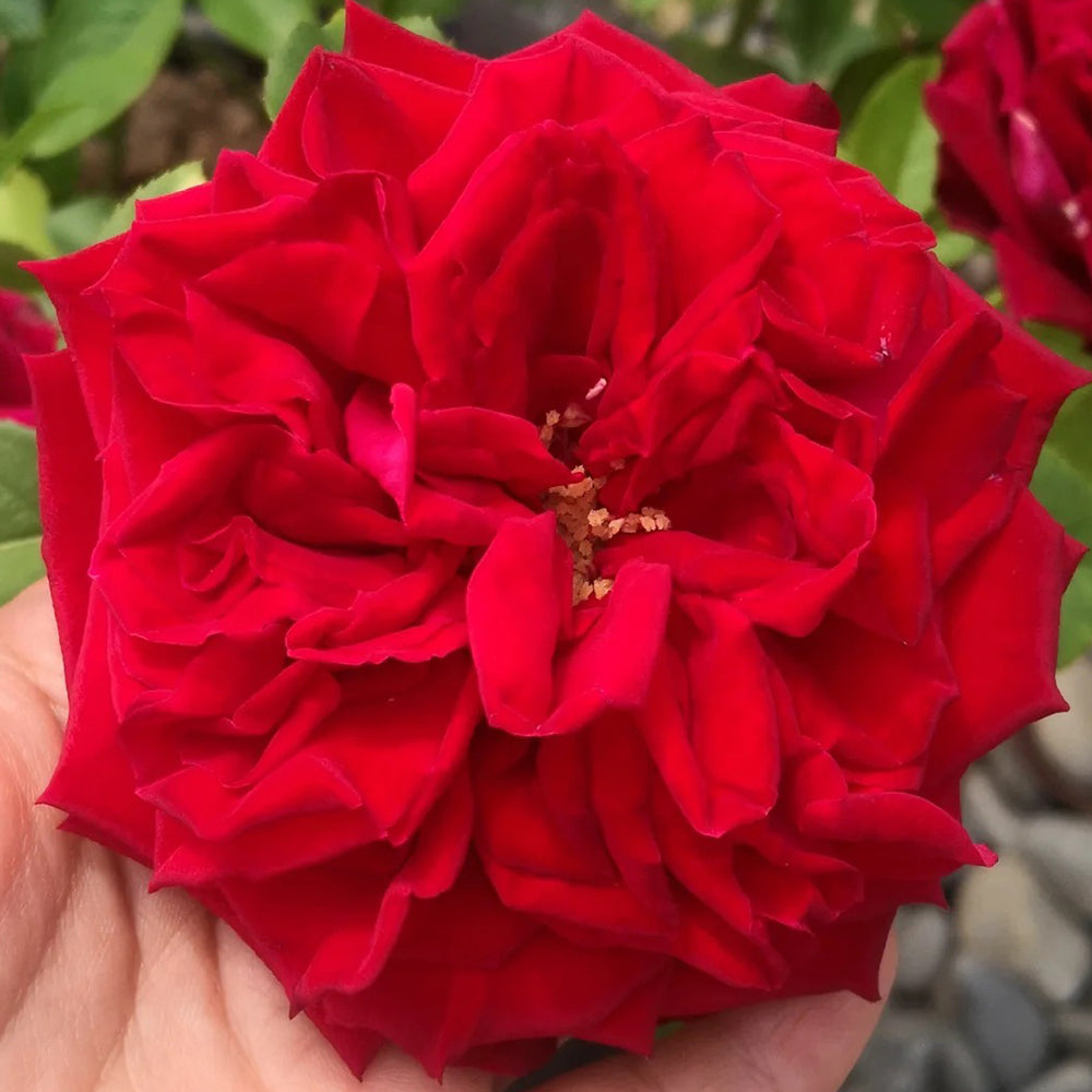 Samarcanda French Florist Shrub Rose