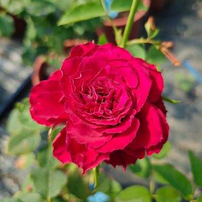 Samarcanda French Florist Shrub Rose