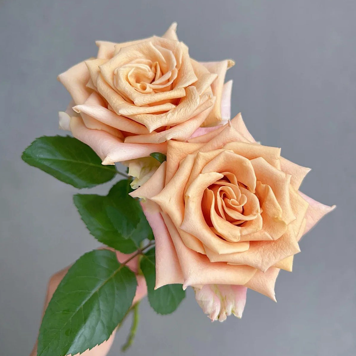 Sand Dune Kenya Florist Hybrid Tea Rose