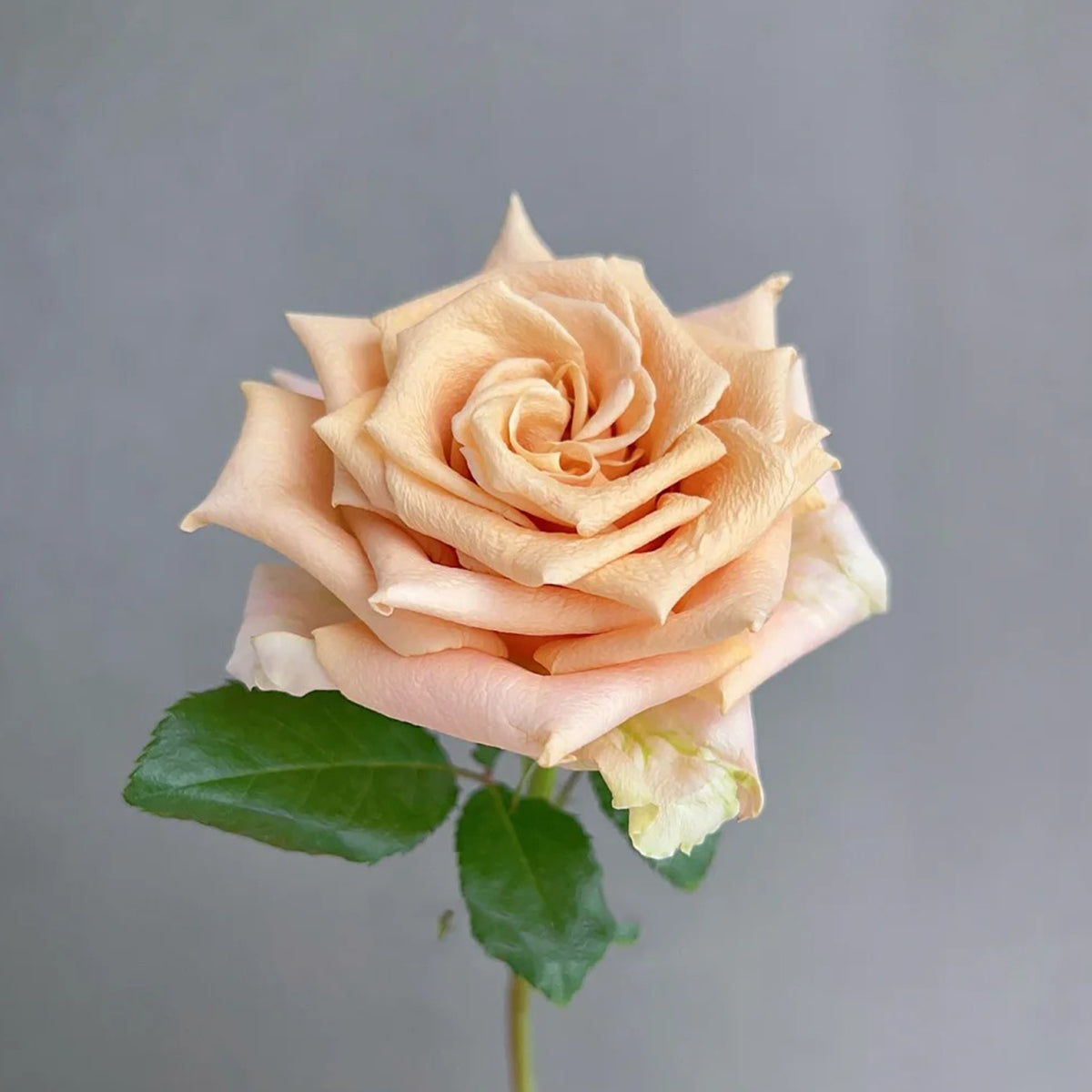 Sand Dune Kenya Florist Hybrid Tea Rose