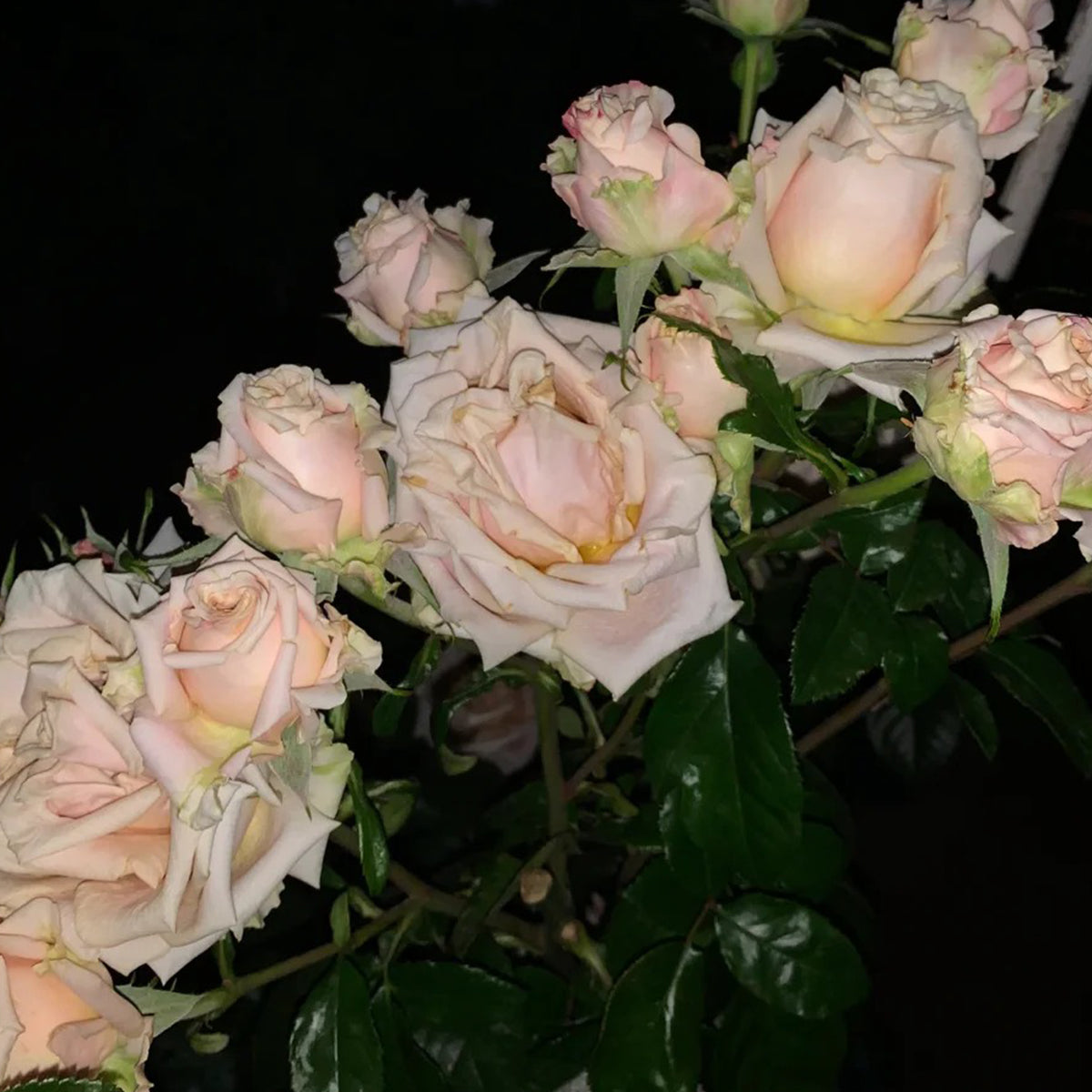 Sand Dune Kenya Florist Hybrid Tea Rose