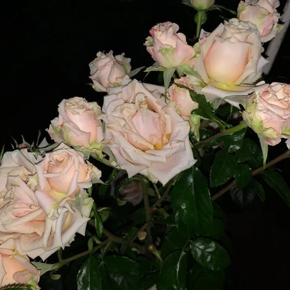 Sand Dune Kenya Florist Hybrid Tea Rose