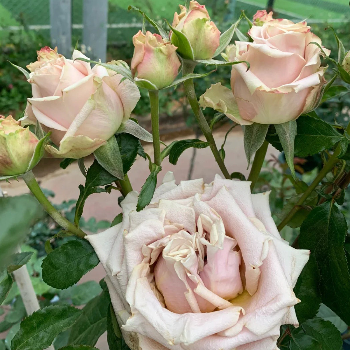 Sand Dune Kenya Florist Hybrid Tea Rose