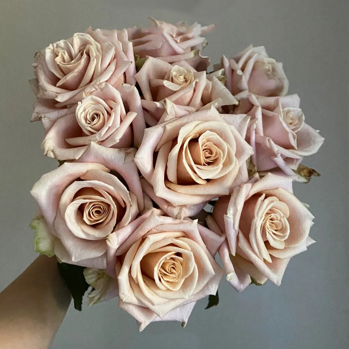 Sand Dune Kenya Florist Hybrid Tea Rose Bush For Sale – Highgarden