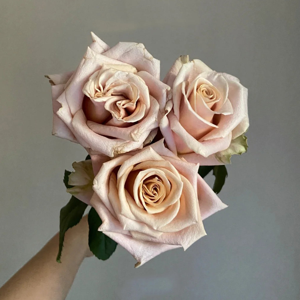 Sand Dune Kenya Florist Hybrid Tea Rose Bush For Sale – Highgarden