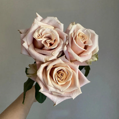 Sand Dune Kenya Florist Hybrid Tea Rose