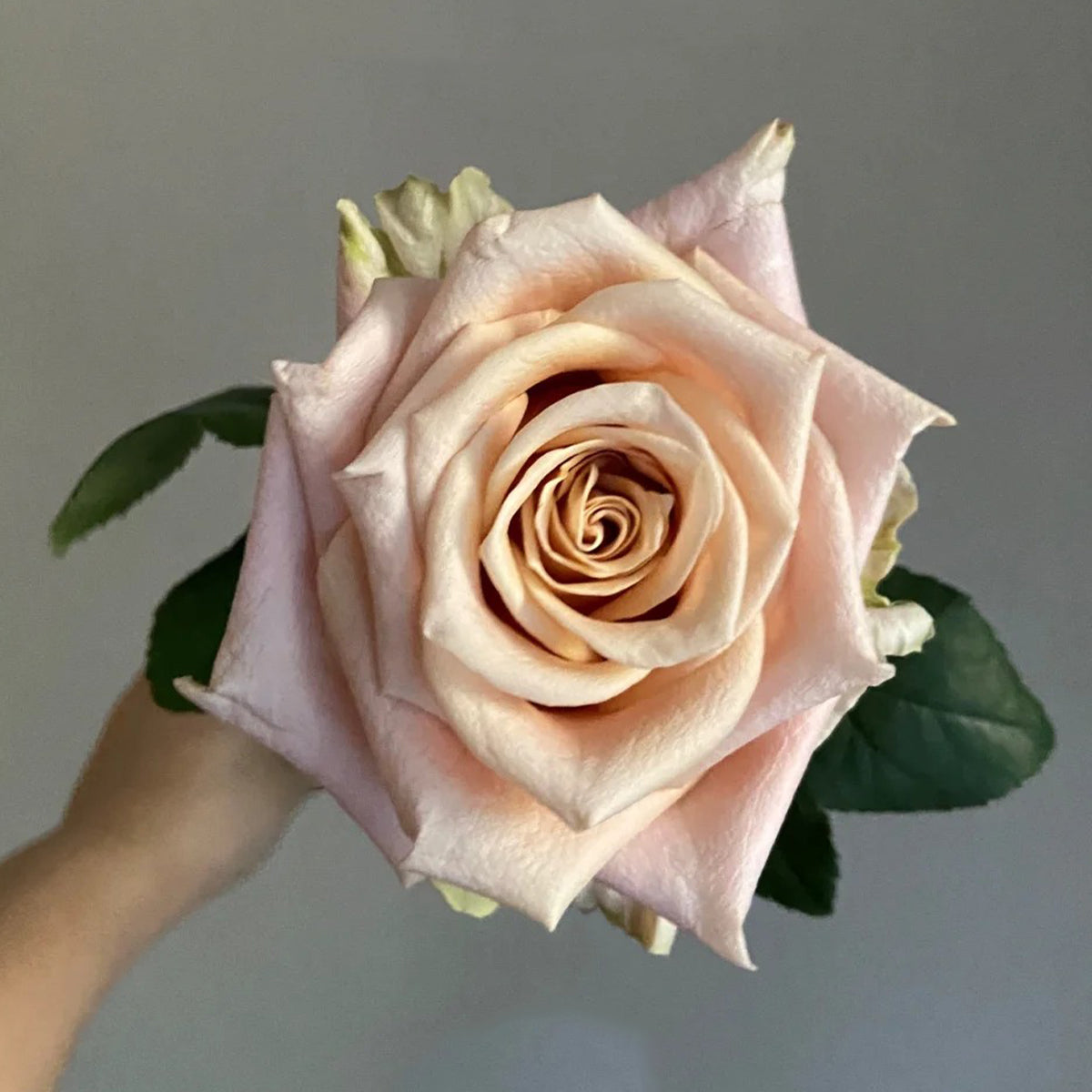 Sand Dune Kenya Florist Hybrid Tea Rose Bush For Sale – Highgarden